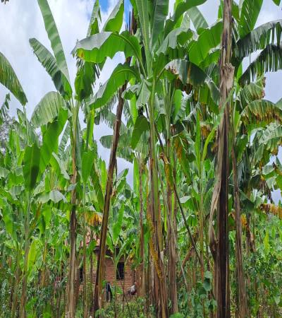 Intercity Property Hub: A Four-Acre Farm for Sale.