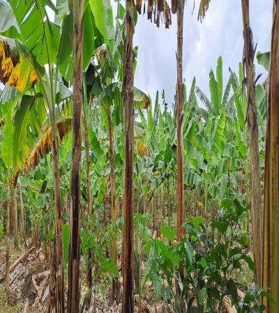 Intercity Property Hub: A Four-Acre Farm for Sale.