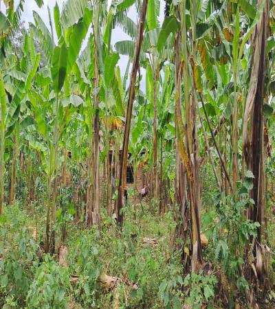 Intercity Property Hub: A Four-Acre Farm for Sale.