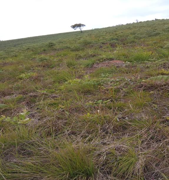 Intercity Property Hub: A 50-Acre Farm for Sale ~ Njombe.-1