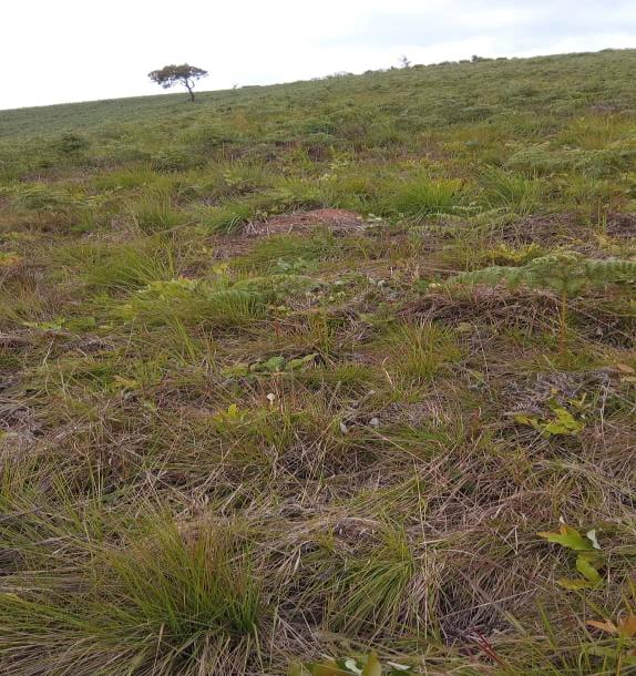 Intercity Property Hub: A 50-Acre Farm for Sale ~ Njombe.-2