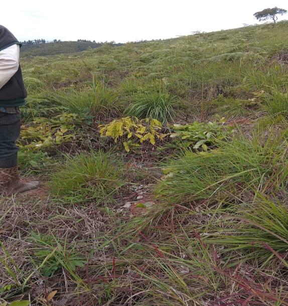 Intercity Property Hub: A 50-Acre Farm for Sale ~ Njombe.-3