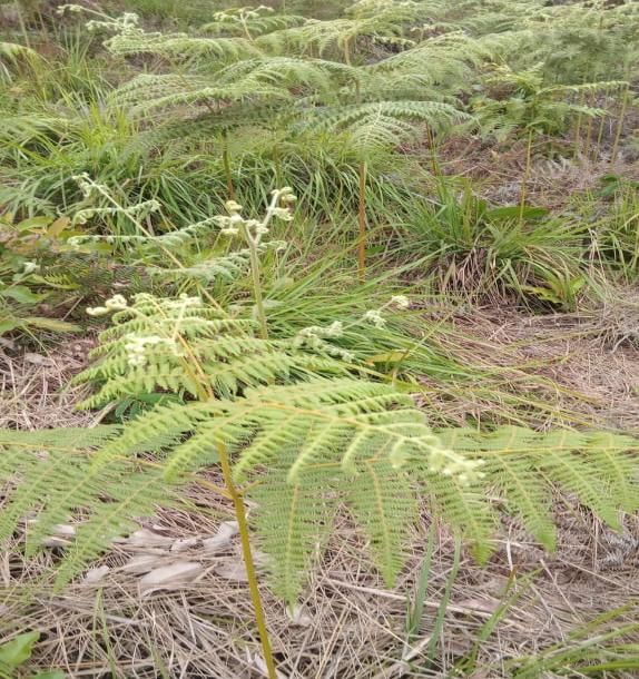 Intercity Property Hub: A 50-Acre Farm for Sale ~ Njombe.-4