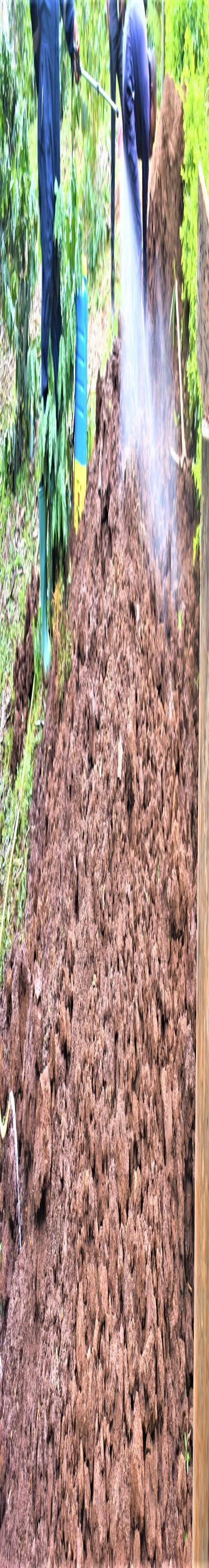 Pest Consult: Fumigation and Pest Control Services