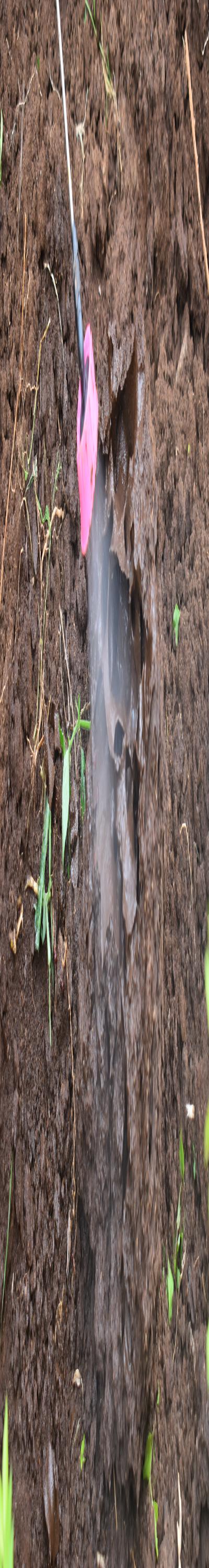 Pest Consult: Fumigation and Pest Control Services