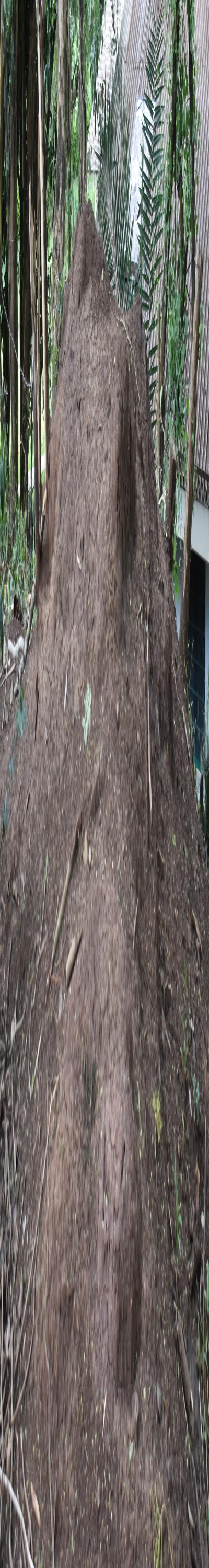 Pest Consult: Fumigation and Pest Control Services