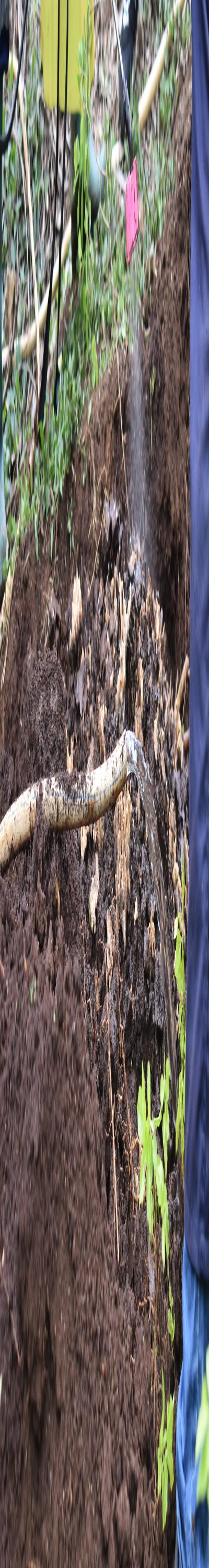 Pest Consult: Fumigation and Pest Control Services