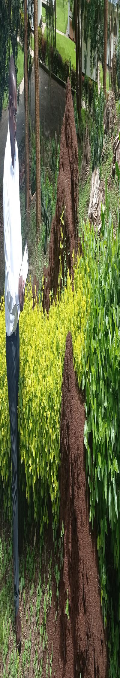 Pest Consult: Fumigation and Pest Control Services