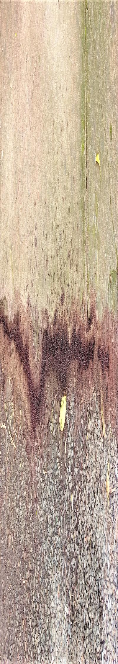 Pest Consult: Fumigation and Pest Control Services