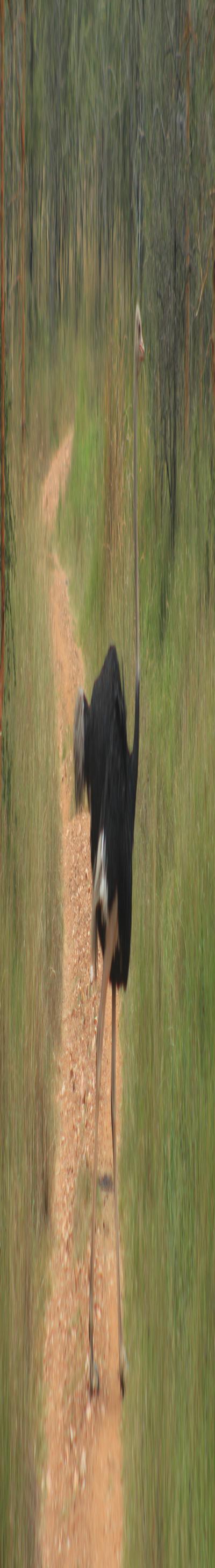 J’s Safari Hotel, Chato, Geita.