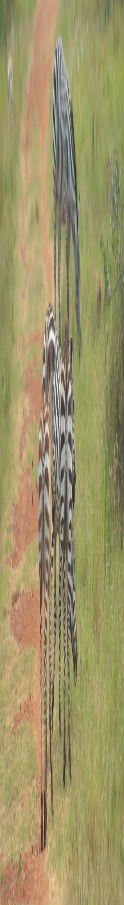 J’s Safari Hotel, Chato, Geita.