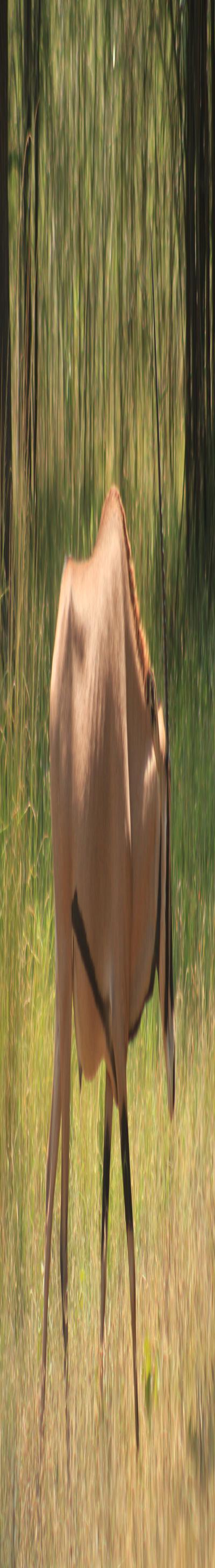 J’s Safari Hotel, Chato, Geita.