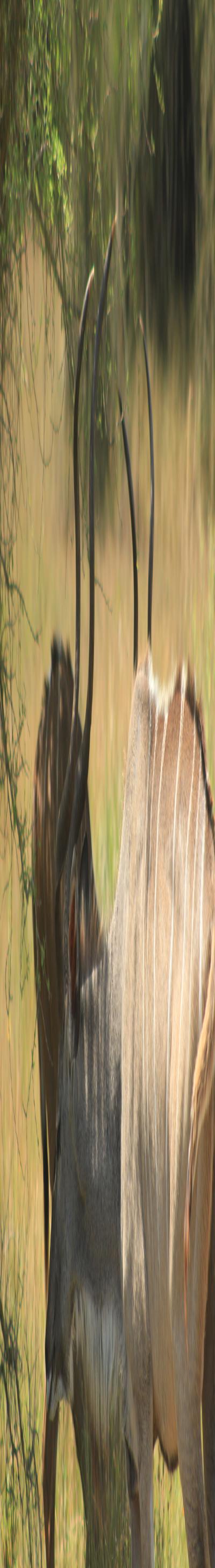 J’s Safari Hotel, Chato, Geita.