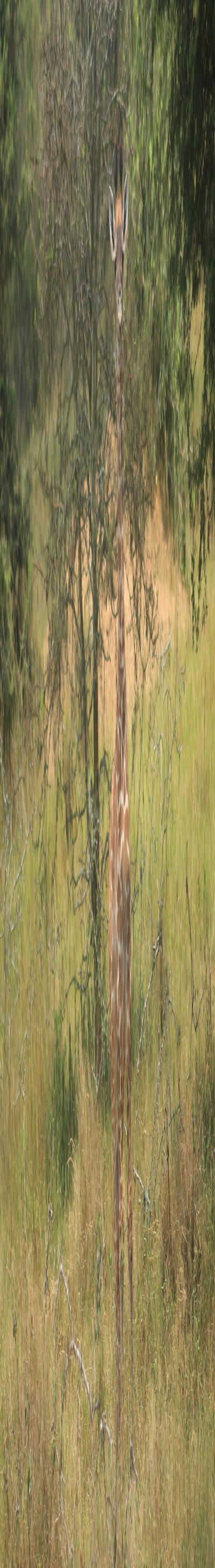 J’s Safari Hotel, Chato, Geita.