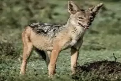 Jackals Lair Camp Serengeti