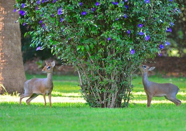 Arumeru River Lodge, Arusha