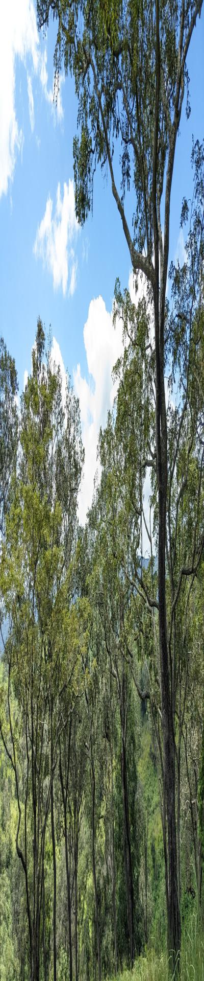 Intercity Property Hub: A 100-Acre Farm for Sale.