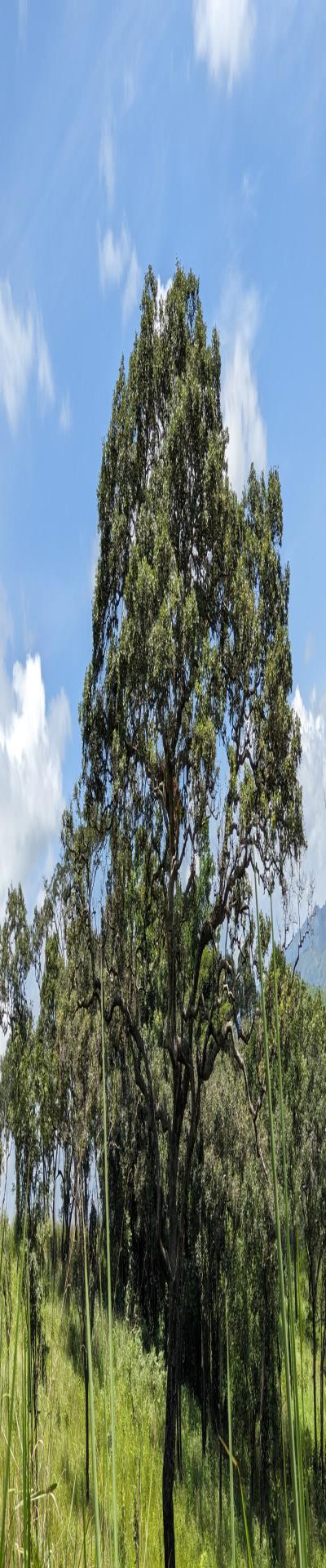 Intercity Property Hub: A 100-Acre Farm for Sale.