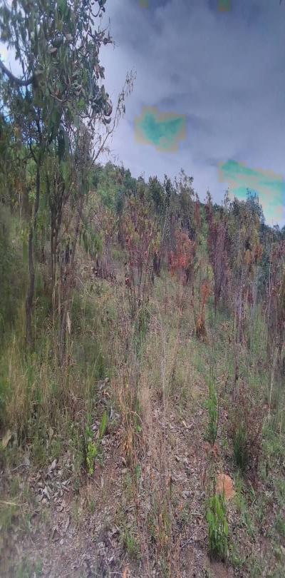 Intercity Property Hub: A 90-Acre Farm for Sale - Mlandizi.