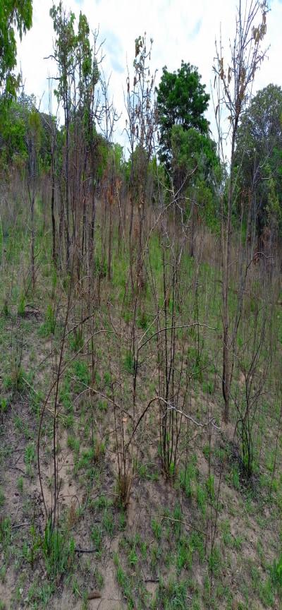 Intercity Property Hub: A 90-Acre Farm for Sale - Mlandizi.