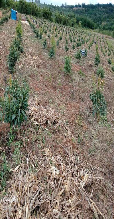 Intercity Property Hub: Tunauza Shamba Lenye Miparachichi 600.