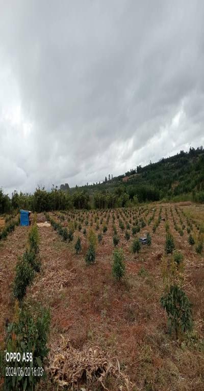 Intercity Property Hub: Tunauza Shamba Lenye Miparachichi 600.