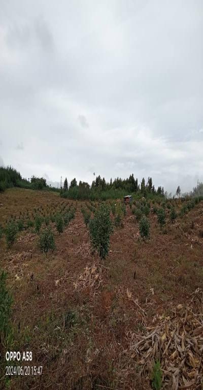 Intercity Property Hub: Tunauza Shamba Lenye Miparachichi 600.