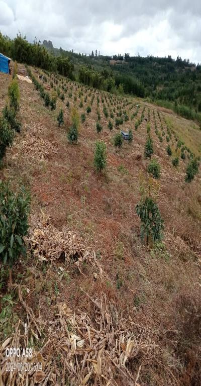 Intercity Property Hub: Tunauza Shamba Lenye Miparachichi 600.