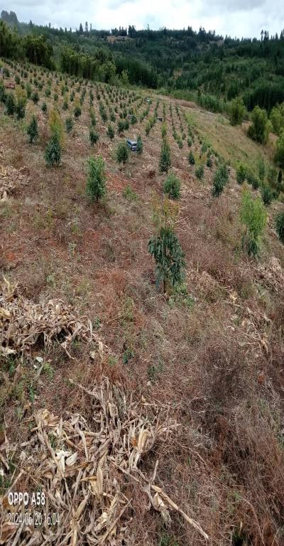 Intercity Property Hub: Tunauza Shamba Lenye Miparachichi 600.