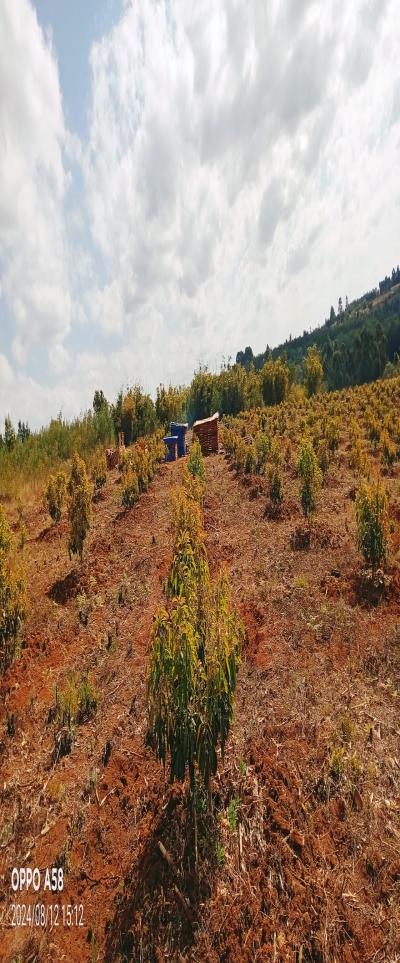 Intercity Property Hub: Tunauza Shamba Lenye Miparachichi 600.