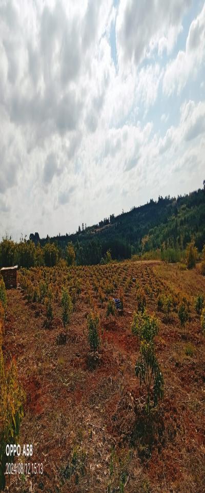 Intercity Property Hub: Tunauza Shamba Lenye Miparachichi 600.