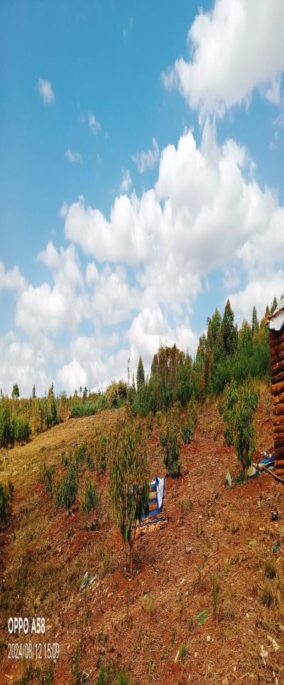 Intercity Property Hub: Tunauza Shamba Lenye Miparachichi 600.