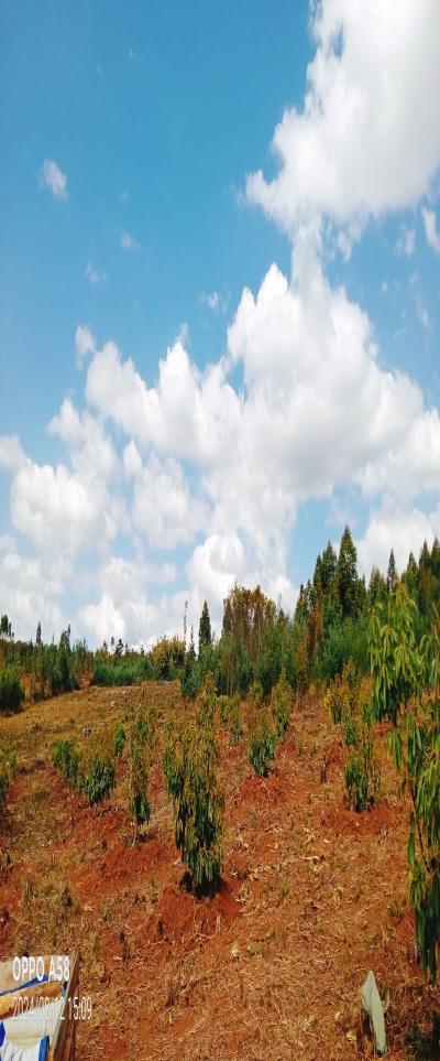 Intercity Property Hub: Tunauza Shamba Lenye Miparachichi 600.