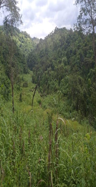 Intercity Property Hub (Verified Agent): A 1000-Acre Farm for Sale.