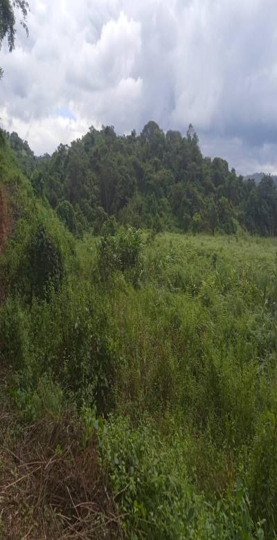 Intercity Property Hub (Verified Agent): A 1000-Acre Farm for Sale.