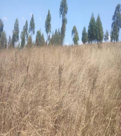 IPH: Tunauza Shamba Karibu na Barabara ya Lami, Njombe.