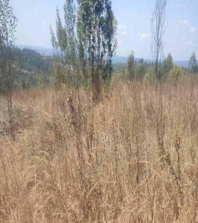 IPH: Tunauza Shamba Karibu na Barabara ya Lami, Njombe.