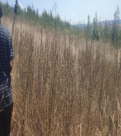 IPH: Tunauza Shamba Karibu na Barabara ya Lami, Njombe.