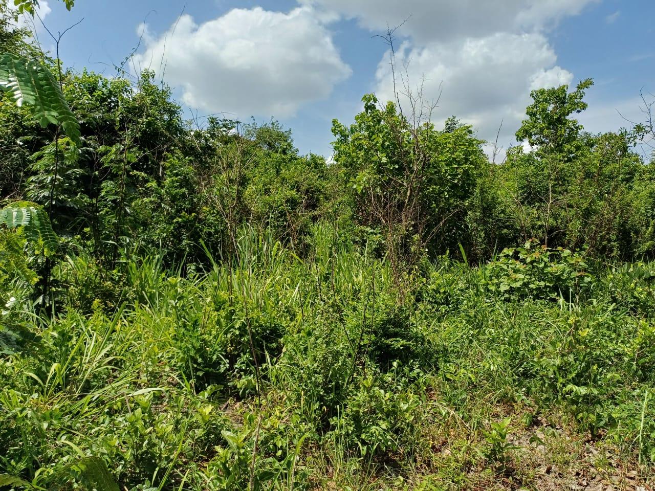 IPH: A 218 Acres Farm for Sale, Mtamba Village, Kisarawe DC ,Coastal Region.