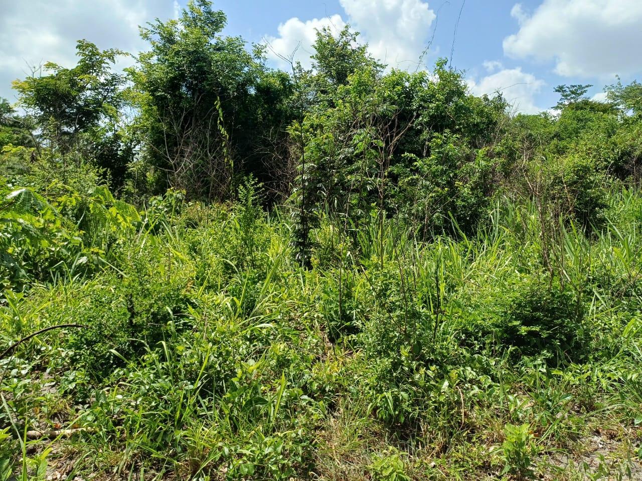 IPH: A 218 Acres Farm for Sale, Mtamba Village, Kisarawe DC ,Coastal Region.