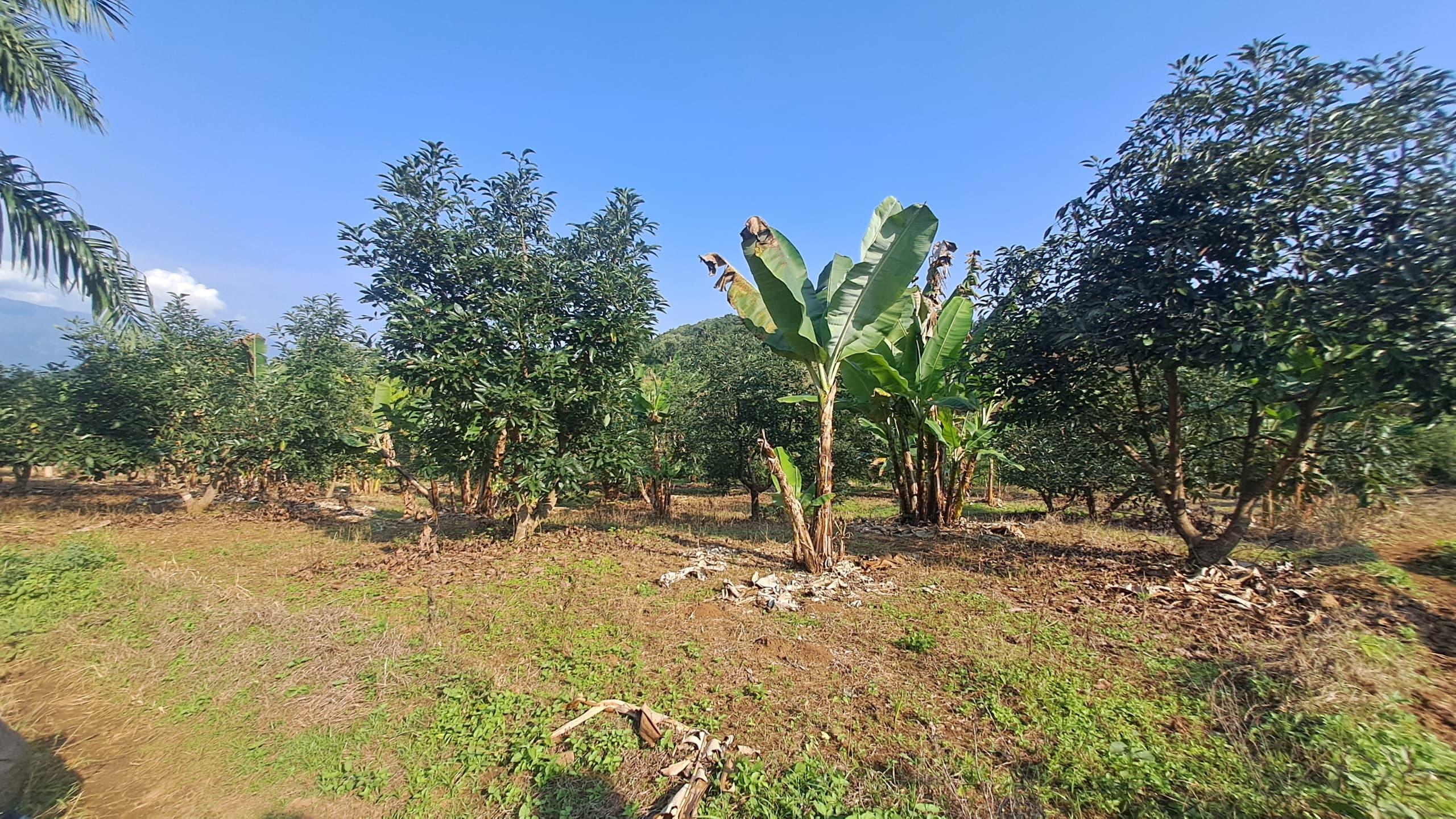 IPH; A 4 Acres Farm for Sale, Itete. Kabembe Area, Rungwe DC, Mbeya Region.
