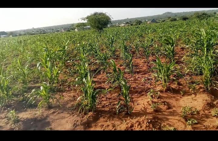 IPH, A 800 square metres for sale, Zuzu Area, Dodoma Region.