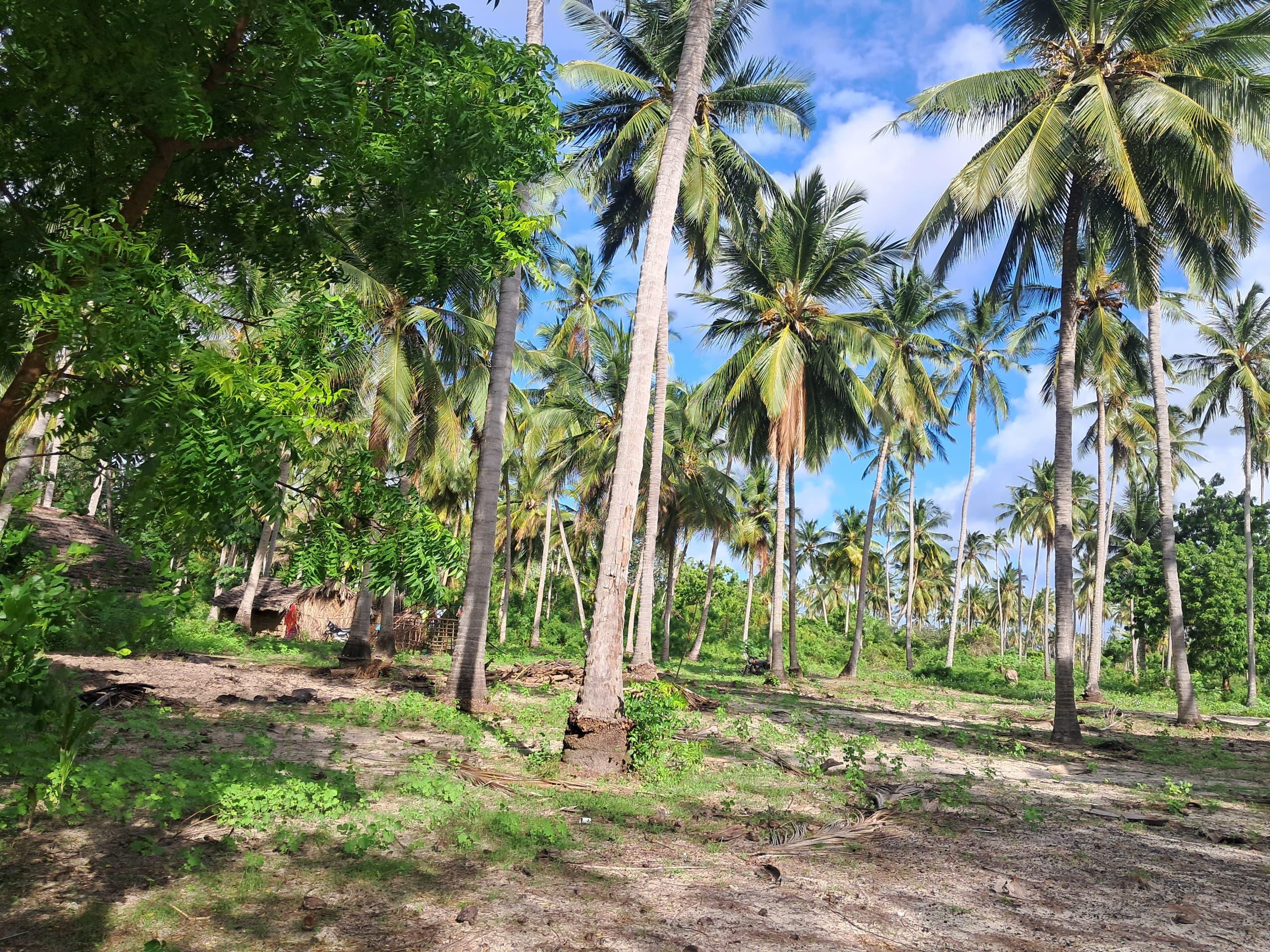 IPH, A 3 Acres Beach Front Plot for Sale, Bwewe Beach, Mafia Island, Coastal Region.