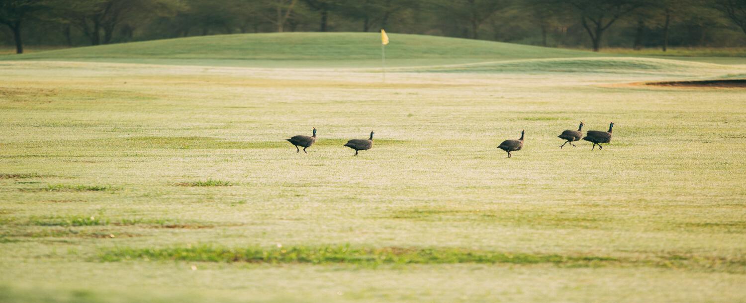 The Green Side - Arusha-2