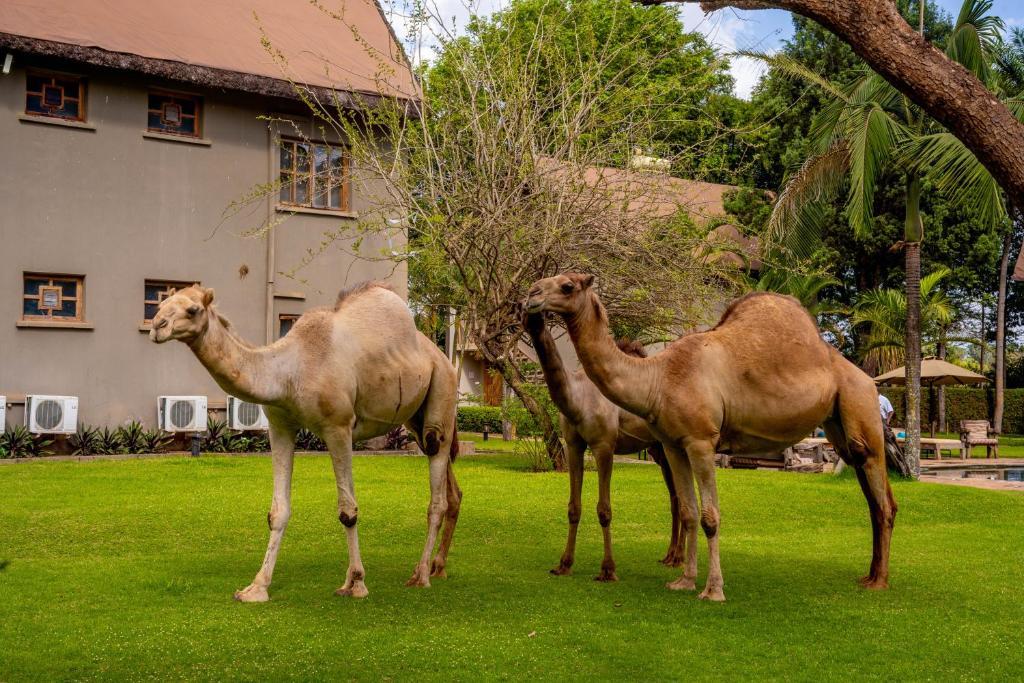 WeruWeru River Lodge, Moshi