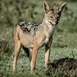Jackals Lair Camp Serengeti