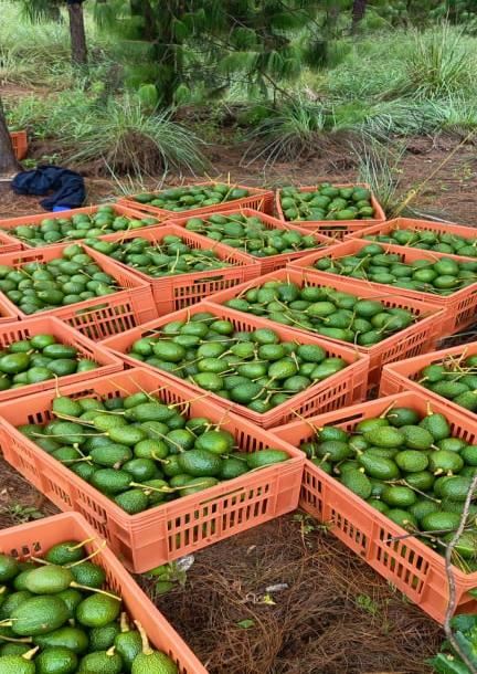 Intercity Property Hub: A 33-Acre Avocado Farm For Sale.-1