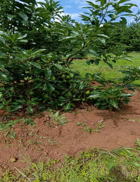 Intercity Property Hub: A 33-Acre Avocado Farm For Sale.-3