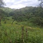 Intercity Property Hub (Verified Agent): 1000 Acre Farm for Sale.