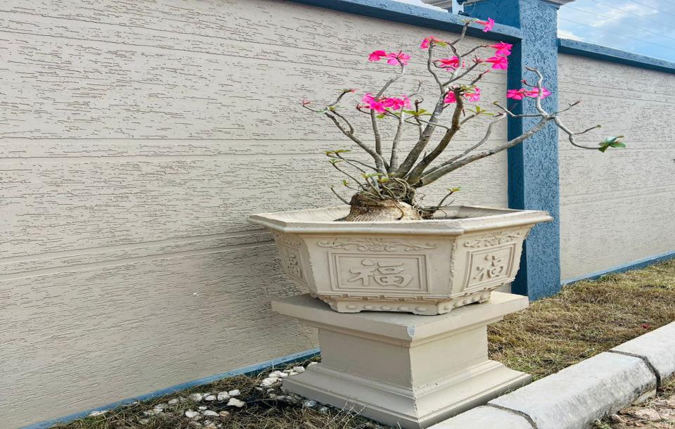 SOFCO: Elegant Concrete Flowerpots for Sale.-12